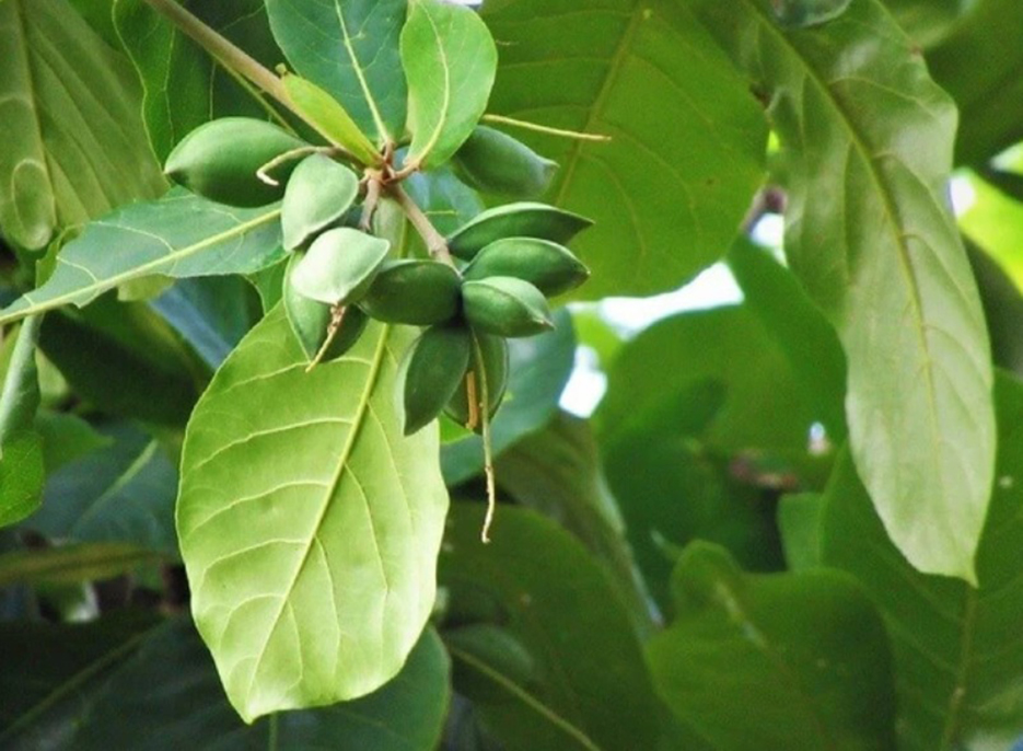 bai-thuoc-tu-la-bang-theo-dan-gian-va-dong-y npt.jpg